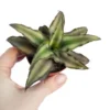 Erdbromelie / Bromelia Agavifolia -Hobby Verkäufe ZT8070wf 1 2