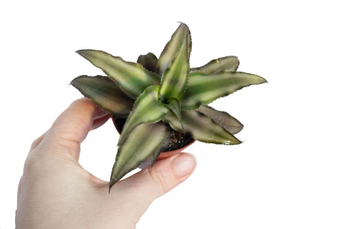 Erdbromelie / Bromelia Agavifolia 3 Erdbromelie / Bromelia Agavifolia