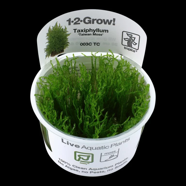 1-2-GROW! Taiwan-Moos / Taxiphyllum Alternans 'Taiwan Moss' Von TROPICA, Moos 4 1-2-GROW! Taiwan-Moos / Taxiphyllum Alternans 'Taiwan Moss' Von TROPICA, Moos – Bild 2