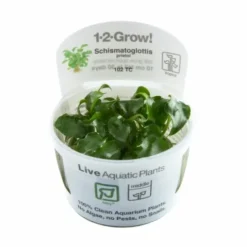 1-2-GROW! Schismatoglottis Prietori Von TROPICA