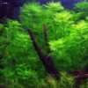 1-2-GROW! Mato-Grosso-Tausendblatt / Myriophyllum Mattogrossense Von TROPICA -Hobby Verkäufe oD037TC T 1 1