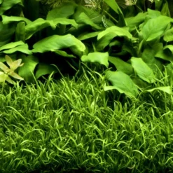 1-2-GROW! Brasilianische Graspflanze / Lilaeopsis Brasiliensis Von TROPICA