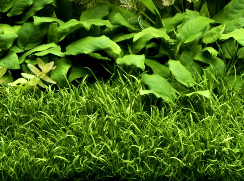 1-2-GROW! Brasilianische Graspflanze / Lilaeopsis Brasiliensis Von TROPICA 3 1-2-GROW! Brasilianische Graspflanze / Lilaeopsis Brasiliensis Von TROPICA