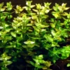 1-2-GROW! Grossblättriges Fettblatt / Bacopa Caroliniana Caroliana Von TROPICA -Hobby Verkäufe oD043TC T 1 1