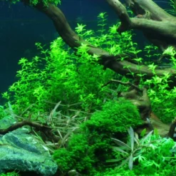 1-2-GROW! Zierliches Perlenkraut / Hemianthus Micranthemoides Von TROPICA