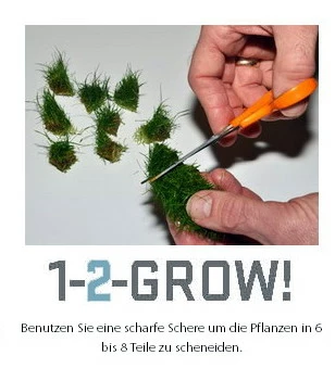 1-2-GROW! Kuba Zwerg-Perlenkraut / Micranthemum Callitrichoides 'Cuba' Von TROPICA 4 1-2-GROW! Kuba Zwerg-Perlenkraut / Micranthemum Callitrichoides 'Cuba' Von TROPICA – Bild 2