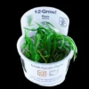 1-2-GROW! Japanisches Oder Kleines Fadenkraut / Blyxa Japonica -Hobby Verkäufe oD057TC T 1 2
