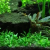 1-2-GROW! Zwerg-Wasserkelch / Cryptocoryne Parva -Hobby Verkäufe oD106TC T 1 1