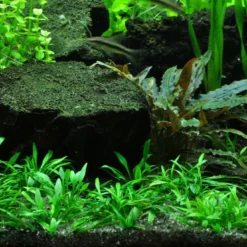 1-2-GROW! Zwerg-Wasserkelch / Cryptocoryne Parva