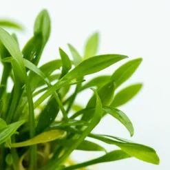 1-2-GROW! Zwerg-Wasserkelch / Cryptocoryne Parva 7 1-2-GROW! Zwerg-Wasserkelch / Cryptocoryne Parva -Hobby Verkäufe oD106TC T 1 3