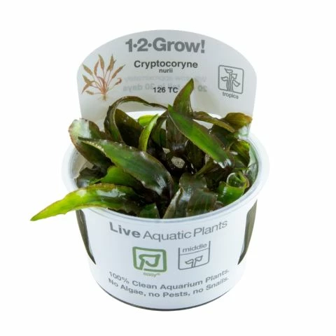 1-2-GROW! Cryptocoryne Nurii 3 1-2-GROW! Cryptocoryne Nurii