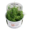 1-2-GROW! Kriechende Binse / Juncus Repens Von TROPICA -Hobby Verkäufe oD133FTC T 1