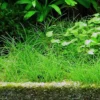 1-2-GROW! Nadelsimse / Eleocharis Acicularis Von TROPICA 1 1-2-GROW! Nadelsimse / Eleocharis Acicularis Von TROPICA -Hobby Verkäufe oD133TC T 1 1