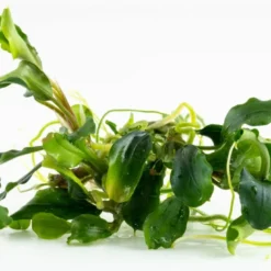 1-2-GROW! Bucephalandra Pygmaea 'Bukit Kelam' Von TROPICA -Hobby Verkäufe oD139TC T 1 3