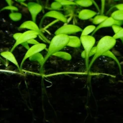 1-2-GROW! Australisches Zungenblatt / Glossostigma Elatinoides Von TROPICA
