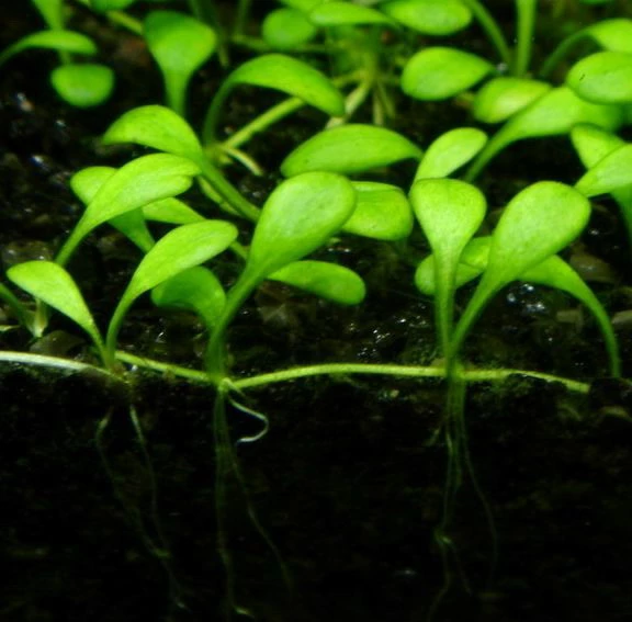 1-2-GROW! Australisches Zungenblatt / Glossostigma Elatinoides Von TROPICA 3 1-2-GROW! Australisches Zungenblatt / Glossostigma Elatinoides Von TROPICA