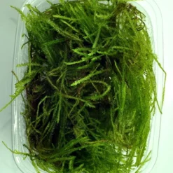 Stachelmoos / Taxiphyllum Spec. Spiky-Moos In Einer 125 Ml Moos Dose -Hobby Verkäufe oD 003G T 1 3