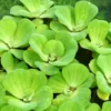 Muschelblume In XXL - Wassersalat-Wasserrose / Pistia Stratiotes Für Den Teich 1 Muschelblume In XXL - Wassersalat-Wasserrose / Pistia Stratiotes Für Den Teich -Hobby Verkäufe oD 20171BL 1 1