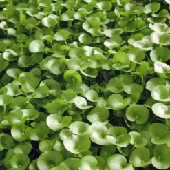 Nierenförmiges Trugkölbchen / Heteranthera Reniformis Für Den Teich