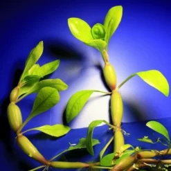 Kleines Schwimmendes Papageienblatt / Alternanthera Aquatica "mini" 5 Kleines Schwimmendes Papageienblatt / Alternanthera Aquatica "mini" -Hobby Verkäufe oD 4001LL 1 4