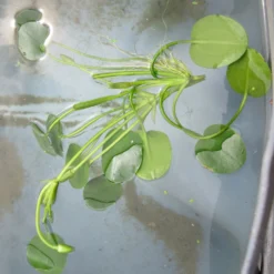 Wassermohnblume / Hydrocleys Nymphoides Für Den Teich -Hobby Verkäufe oD 403wf 1 3