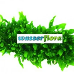 Green-Floor Schmalblättriges Javafarn / Microsorum Minor Auf Matte Ca. 40x130 Mm