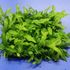 Green-Wall XL Javafarn / Microsorum Pteropus Auf Matte Ca. 170x140 Mm