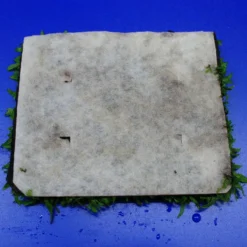 Green-Wall XL Javafarn / Microsorum Pteropus Auf Matte Ca. 170x140 Mm 10 Green-Wall XL Javafarn / Microsorum Pteropus Auf Matte Ca. 170x140 Mm -Hobby Verkäufe oM43A SG 1 4