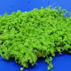 Titelseite -Hobby Verkäufe oM 10906ST 1 2