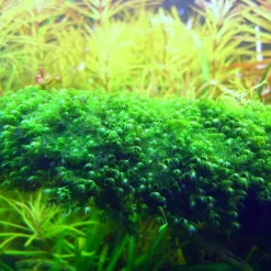 Fissidens Fontanus / Phoenix Moss Gitter - Moos Pad