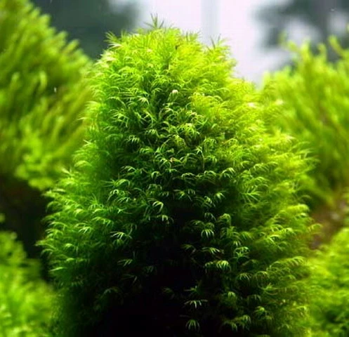 Fissidens Fontanus / Phoenix Moss Gitter - Moos Pad 4 Fissidens Fontanus / Phoenix Moss Gitter - Moos Pad – Bild 2