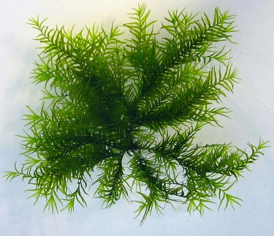 Fissidens Fontanus / Phoenix Moss Gitter - Moos Pad 5 Fissidens Fontanus / Phoenix Moss Gitter - Moos Pad – Bild 3