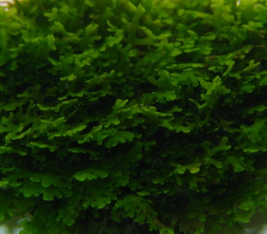 Mini Korallenmoos / Riccardia Chamedryfolia Auf Gitter - Moos Pad 3 Mini Korallenmoos / Riccardia Chamedryfolia Auf Gitter - Moos Pad