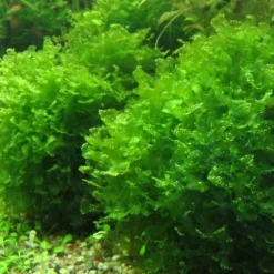 DENNERLE Süßwassertang / Lomariopsis Lineata