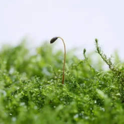 Dennerle Triangelmoos / Cratonneuron Filicinum Auf Gitter - Pad -Hobby Verkäufe oM 927DE 1 2