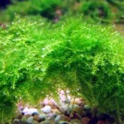 Dennerle Triangelmoos / Cratonneuron Filicinum Auf Gitter - Pad -Hobby Verkäufe oM 927DE 1 3