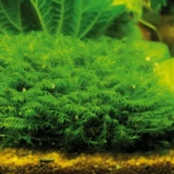 DENNERLE Fissidens Geppii / Spaltzahnmoos Gitter - Pad