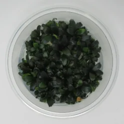 XL In-Vitro Bucephalandra Serimbu Braun - TOP-Rarität