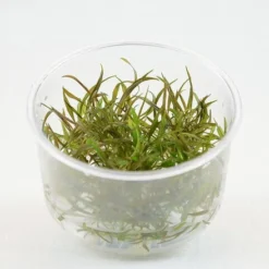 InVitro Willi's Wasserkelch / Cryptocoryne Willisii
