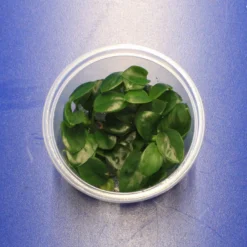 In-Vitro Nangi-Speerblatt / Anubias 'nangi'