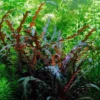 1-2-GROW! Fiederspaltiger Wasserfreund / Hygrophila Pinnatifida -Hobby Verkäufe oV260DZ 1 1