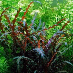 1-2-GROW! Fiederspaltiger Wasserfreund / Hygrophila Pinnatifida