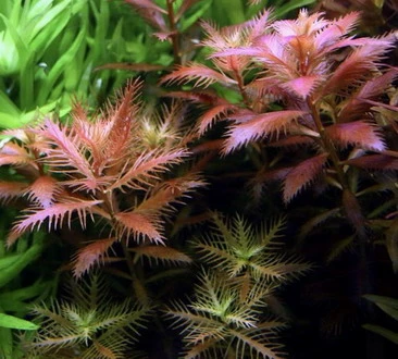 1-2-GROW! Meerjungfrauenpflanze / Proserpinaca Palustris 'Cuba' Von TROPICA 3 1-2-GROW! Meerjungfrauenpflanze / Proserpinaca Palustris 'Cuba' Von TROPICA