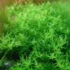 XL In-Vitro Grüne Rotala / Rotala Rotundifolia 'green' -Hobby Verkäufe oV393DZ 1