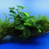 Zwergspeerblatt / Anubias Nana Mit Javamoos Auf Schöner Ca. 25 Cm Großer Wurzel, Moos -Hobby Verkäufe oW 002aBL 1 1
