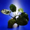 Breitblättriges Speerblatt-Höhle / Coco Shell - Kokosnuss Mit Javamoos Und Anubias Barteri Var. Barteri -Hobby Verkäufe oW 205wf 1 1