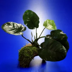 Breitblättriges Speerblatt-Höhle / Coco Shell - Kokosnuss Mit Javamoos Und Anubias Barteri Var. Barteri