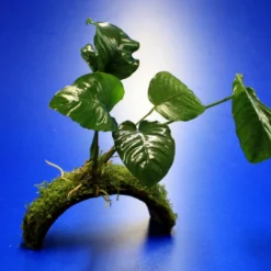 Breitblättriges Speerblatt-Brücke Aus Kokosnuss Mit Javamoos Und Anubias Barteri Var. Barteri