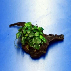 Anubias 'Petite' Oder 'Bonsai' Auf Einer Wurzel / Kleinstes Zwergspeerblatt 7 Anubias 'Petite' Oder 'Bonsai' Auf Einer Wurzel / Kleinstes Zwergspeerblatt -Hobby Verkäufe oW 285DE 1 4
