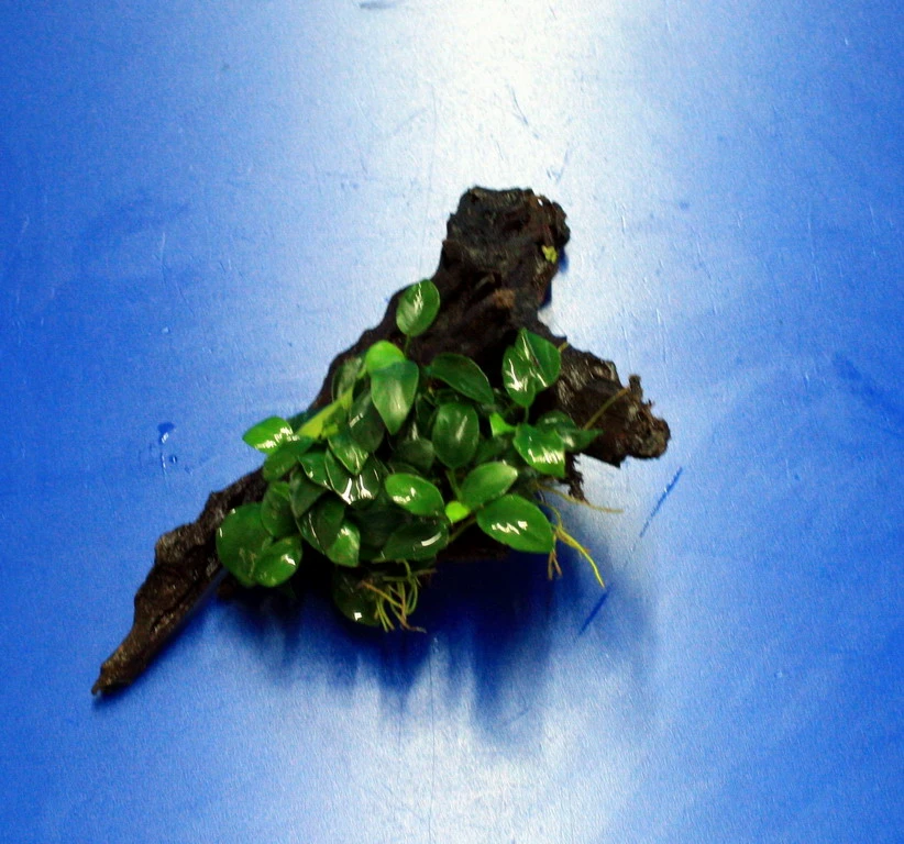 Anubias 'Petite' Oder 'Bonsai' Auf Einer Wurzel / Kleinstes Zwergspeerblatt 5 Anubias 'Petite' Oder 'Bonsai' Auf Einer Wurzel / Kleinstes Zwergspeerblatt – Bild 3